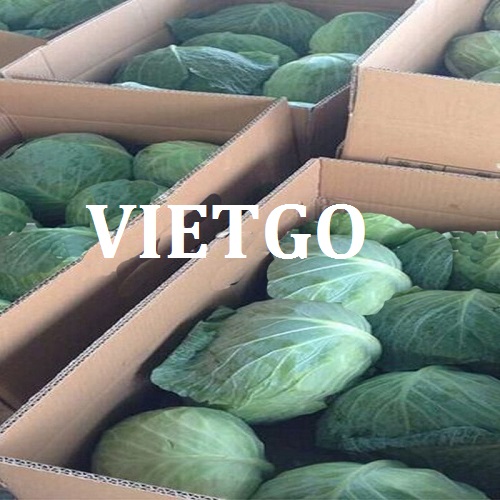 Cải bắp, rau củ đông lạnh - VIETGO Cải bắp, rau củ đông lạnh - VIETGO