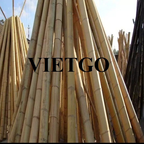 Gay-tre-VIETGO