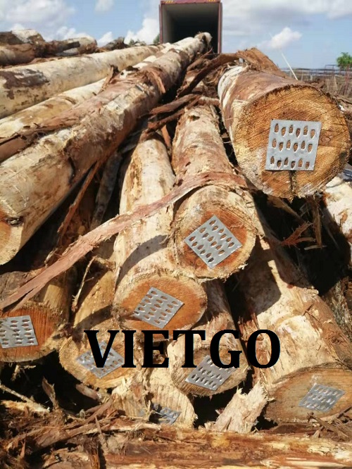 Gỗ bạch đàn tròn - VIETGO