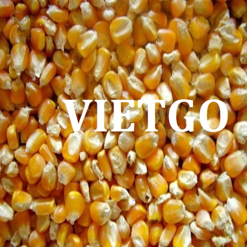 Ngô - VIETGO
