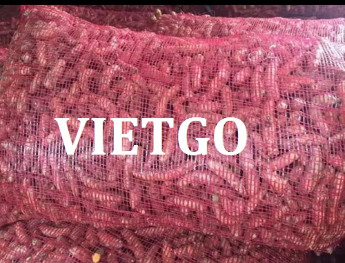 Nghệ tươi - VIETGO
