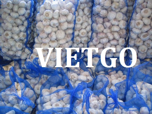 Tỏi - VIETGO
