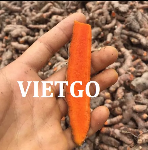 Nghệ tươi - VIETGO