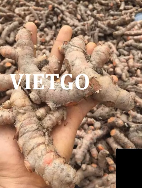 Nghệ tươi - VIETGO