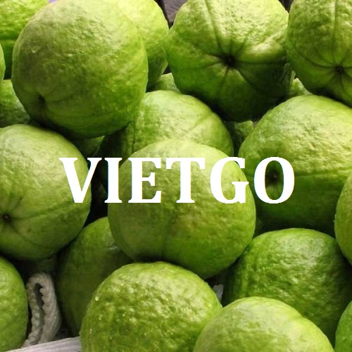 Ổi - VIETGO