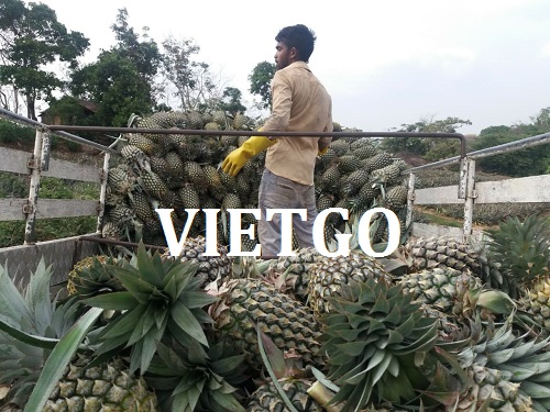 Bột lá trùm ngây - VIETGO