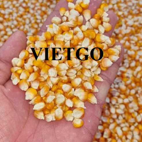 (Gấp) Thương vụ xuất khẩu ngô số lượng lớn tới thị trường Trung Quốc