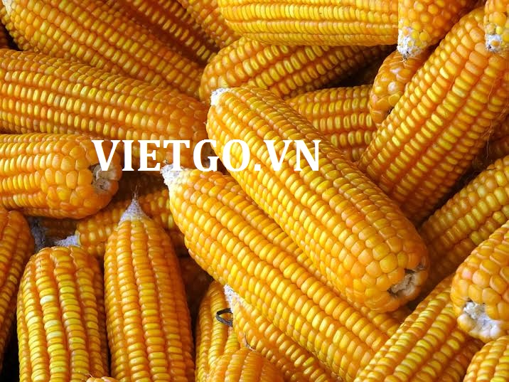 (Gấp) Nhà nhập khẩu Ấn Độ cần mua 15.000 tấn ngô vàng để xuất sang UAE