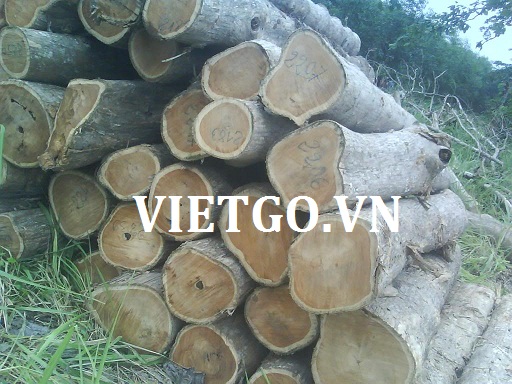 Cơ hội xuất khẩu 1 container 20ft hàng tháng gỗ teak tròn sang Ấn Độ