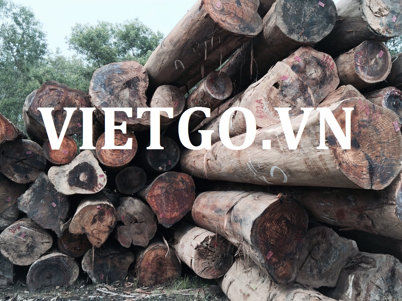 Cơ hội xuất khẩu 3000m3 gỗ dầu tròn sang Ấn Độ.