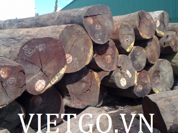 Công ty Ấn Độ cần mua gỗ căm xe xẻ hộp và xẻ tròn