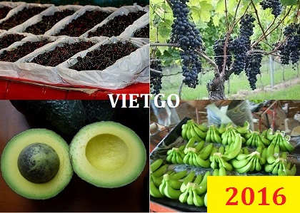 Nhà nhập khẩu Mỹ cần mua 10.000 tấn gạo cho cả năm 2016 (840 tấn/tháng)