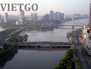 Cơ hội xuất khẩu 30.000 tấn gỗ bạch đàn vụn mỗi tháng sang Trung Quốc
