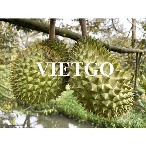 Cơ hội hợp tác xuất khẩu sầu riêng đến thị trường Trung Quốc
