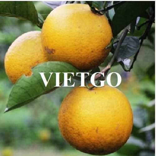 Thương vụ hợp tác xuất khẩu cam tươi sang thị trường Trung Quốc