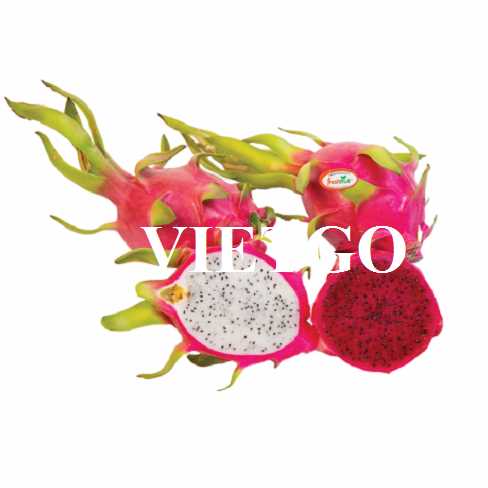 Cơ hội hợp tác xuất khẩu thanh long sang thị trường Dubai 