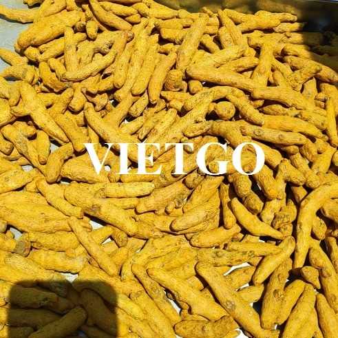 Cơ hội xuất khẩu nghệ khô sang thị trường Ấn Độ