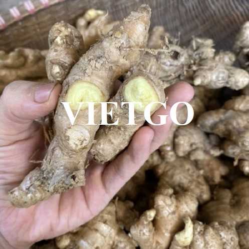 Cơ hội xuất khẩu gừng tươi đến thị trường Bangladesh