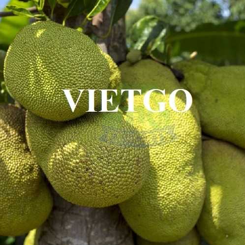 Cơ hội hợp tác xuất khẩu mít sang thị trường Dubai 