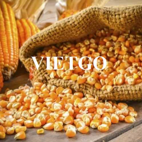 Cơ hội hợp tác xuất khẩu ngô đến từ vị khách hàng người Ý