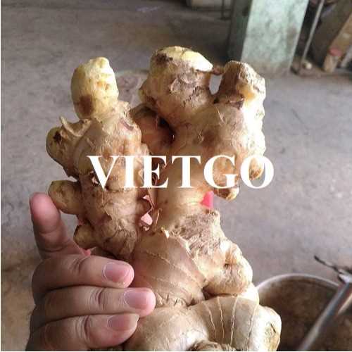 Cơ hội hợp tác xuất khẩu gừng tươi đến thị trường Malaysia 