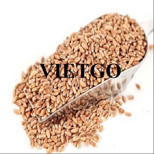 Cơ hội hợp tác xuất khẩu lúa mì đến từ vị khách hàng người Ý