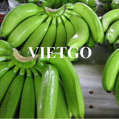 Thương vụ hợp tác xuất khẩu chuối tươi sang thị trường Ý