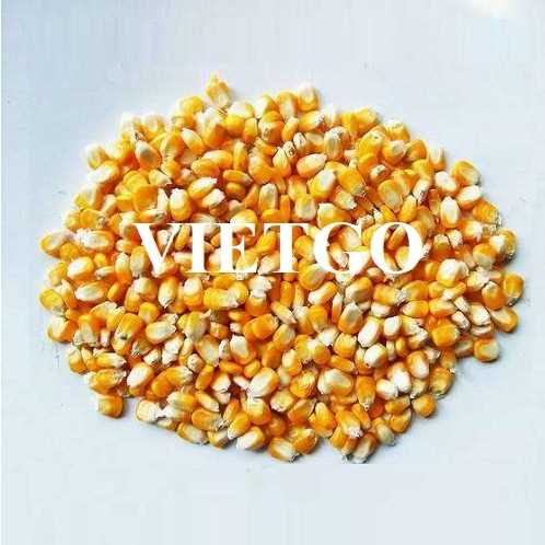 Thương vụ hợp tác xuất khẩu ngô vàng sang thị trường Ý