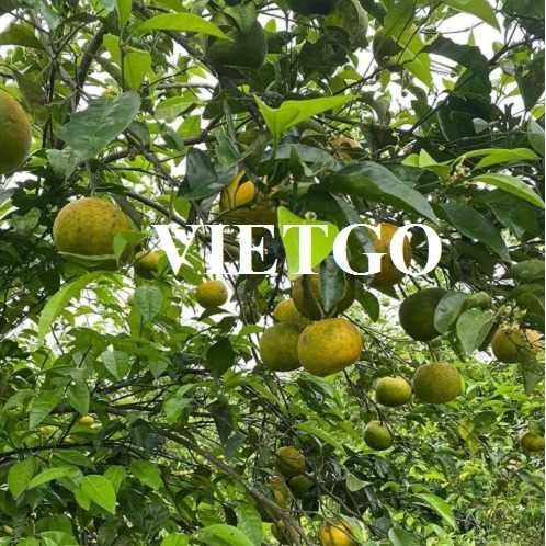 Cơ hội hợp tác xuất khẩu cam số lượng lớn sang thị trường Trung Quốc