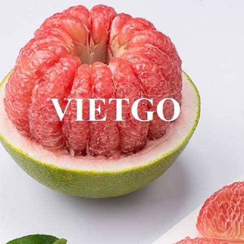 Thương vụ xuất khẩu quả bưởi đến từ vị khách hàng người Hà Lan