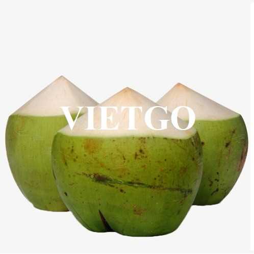 Cơ hội hợp tác xuất khẩu dừa sang thị trường Qatar