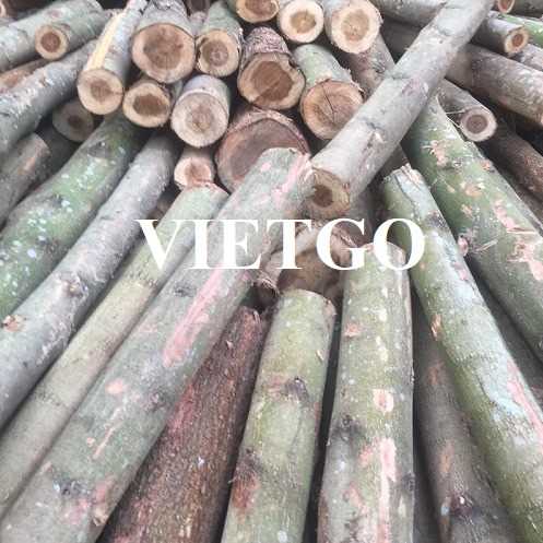 Thương vụ xuất khẩu gỗ keo tròn sang thị trường Oman 