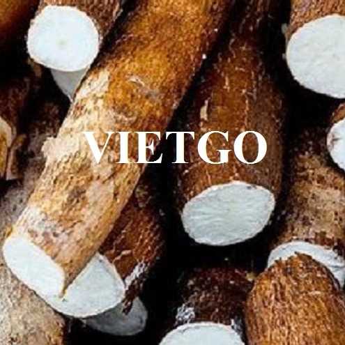 Cơ hội xuất khẩu sắn lát số lượng lớn đến thị trường Trung Quốc
