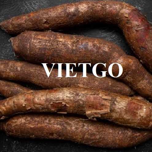 Cơ hội xuất khẩu sắn tươi số lượng lớn đến thị trường Trung Quốc