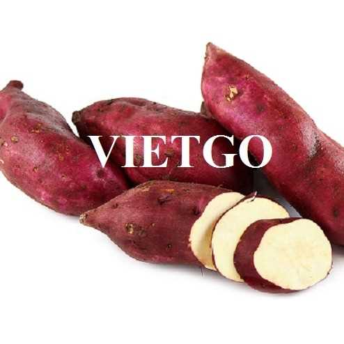 Cơ hội xuất khẩu khoai lang đến thị trường Nhật Bản