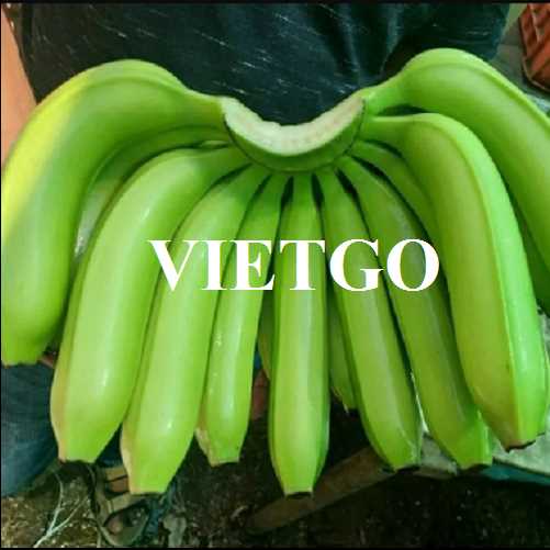 Thương vụ xuất khẩu chuối số lượng lớn sang thị trường Thổ Nhĩ Kỳ