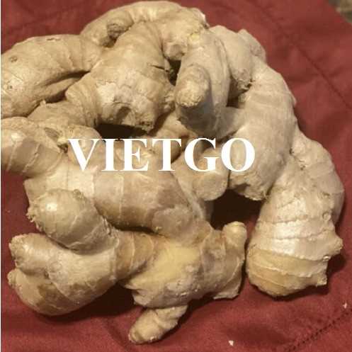 (Gấp) Cơ hội hợp tác xuất khẩu gừng tươi sang thị trường Ai Cập