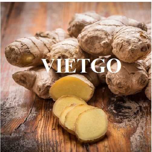 Thương vụ xuất khẩu gừng tươi sang thị trường Ấn Độ