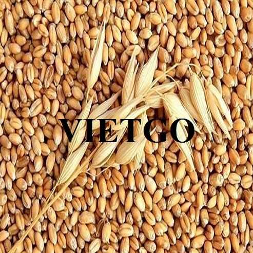 Cơ hội hợp tác xuất khẩu lúa mì hàng tháng đến thị trường Thổ Nhĩ Kỳ
