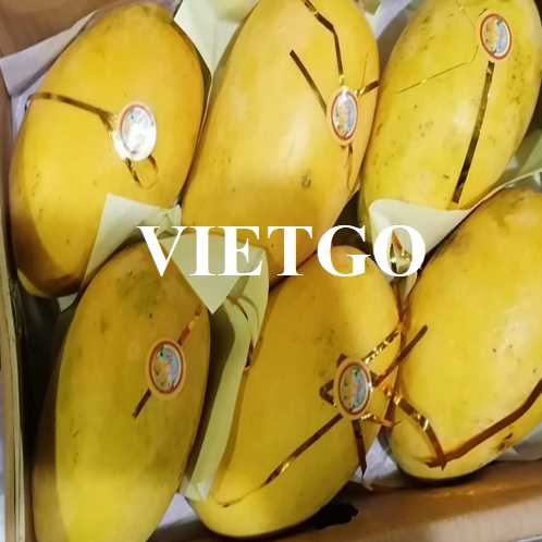 Cơ hội hợp tác xuất khẩu xoài tươi với doanh nghiệp lớn tại Bahrain 