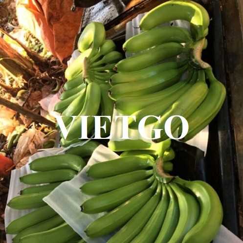 Thương vụ hợp tác xuất khẩu chuối sang thị trường Thổ Nhĩ Kỳ