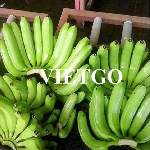 Thương vụ xuất khẩu chuối sang thị trường Ai Cập và Thổ Nhĩ Kỳ