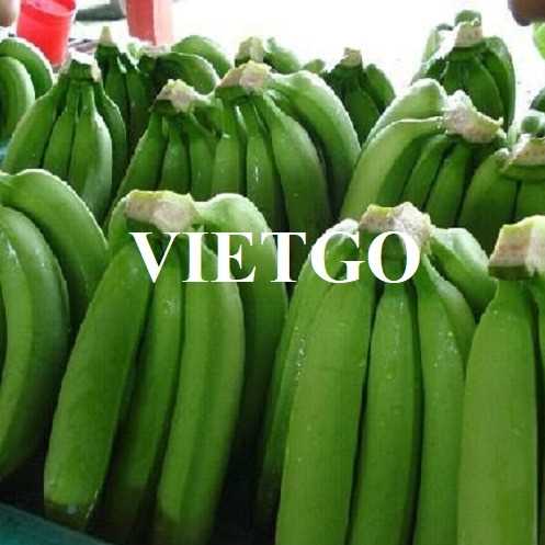 Thương vụ xuất khẩu chuối sang thị trường Thổ Nhĩ Kỳ