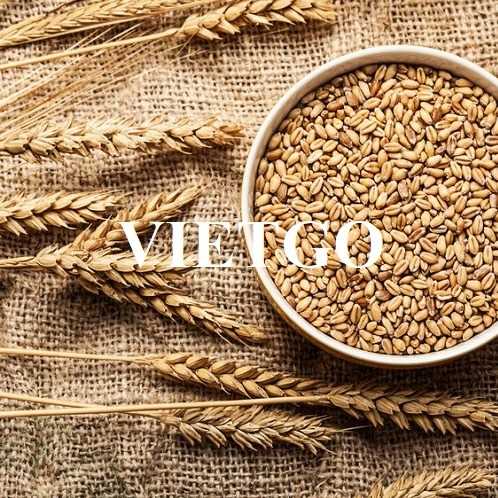 Cơ hội hợp tác xuất khẩu lúa mì đến từ vị khách hàng tại Ba Lan