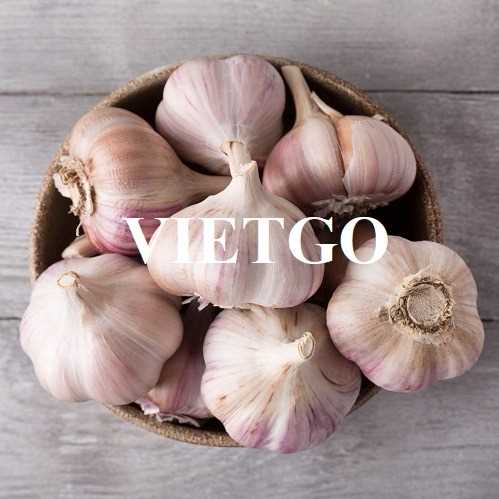 Cơ hội xuất khẩu tỏi đến thị trường Ấn Độ