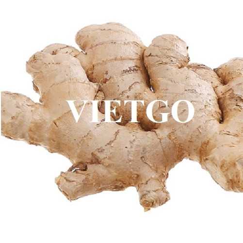 Thương vụ xuất khẩu gừng sang thị trường Ả Rập Xê Út 