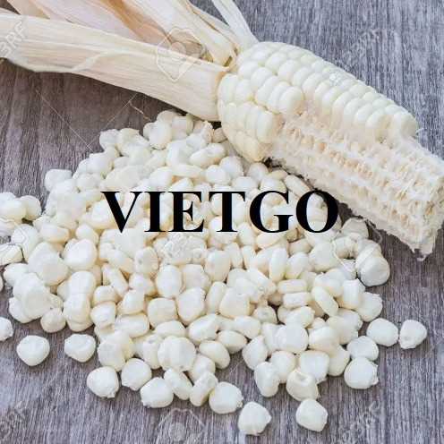 Thương vụ hợp tác xuất khẩu ngô hạt sang thị trường Thổ Nhĩ Kỳ