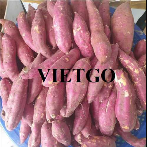 Cơ hội xuất khẩu khoai lang sang thị trường UAE 