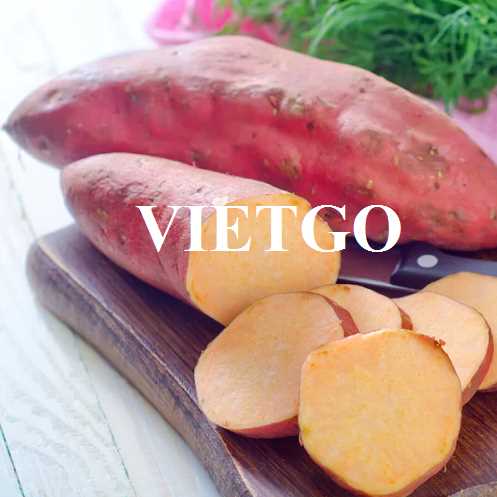 Thương vụ hợp tác xuất khẩu khoai lang sang thị trường UAE