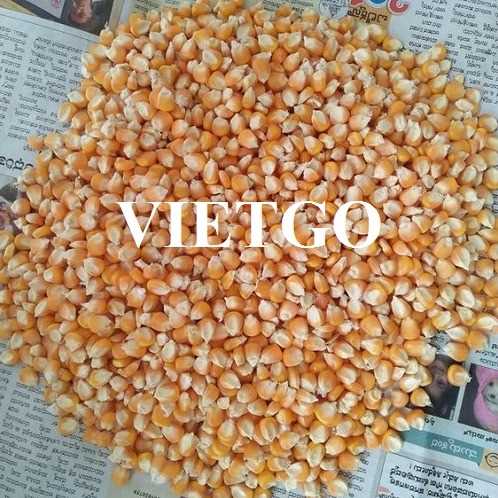 Thương vụ hợp tác xuất khẩu ngô vàng sang thị trường Malaysia